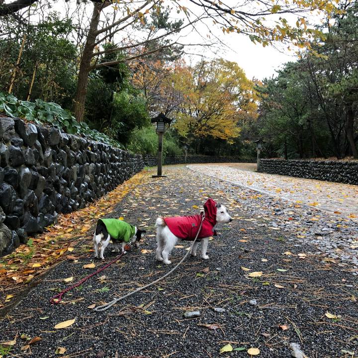 0206c53a a854 40d6 88f3 a0b317dd2d5b 1543621578083