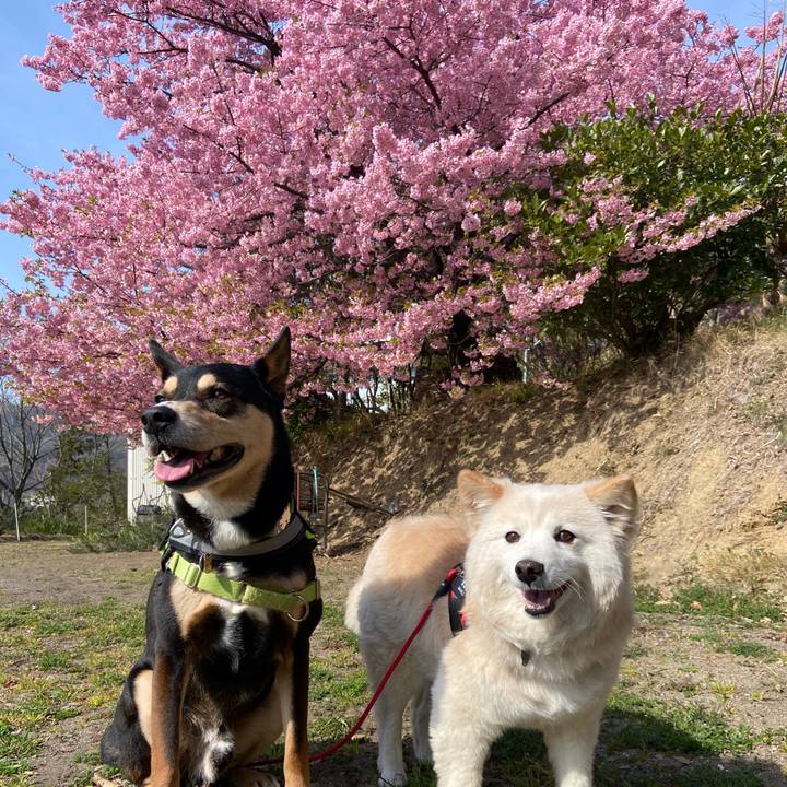 02070186 b430 44de 91de 311564404837 1678676311104