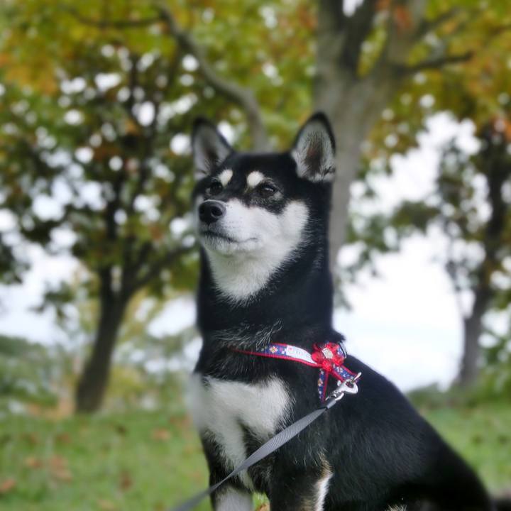 0223a4f2 a3bf 423a 8266 55e70bb92c3c 1507760549674