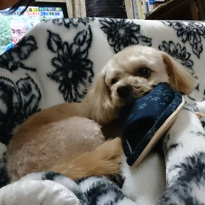 0225c55e e346 4e19 bd4f a7176eb9066f 1547377062149