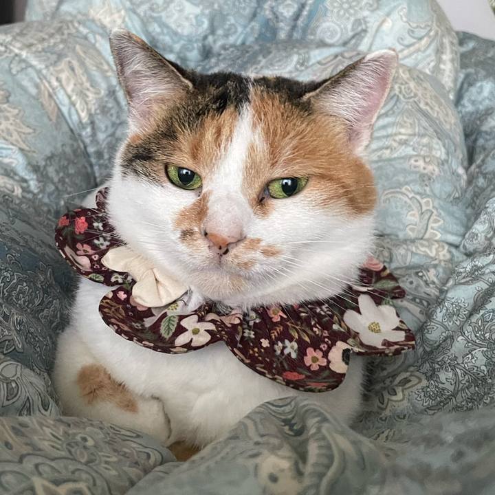 0229cff7 d99b 46c4 9b52 e93c8ed41088 1762385900276