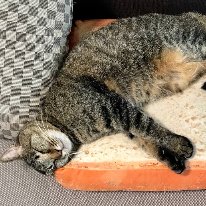 022a318e c5fa 496c b06d 22f91cb4ed04 1595158119890