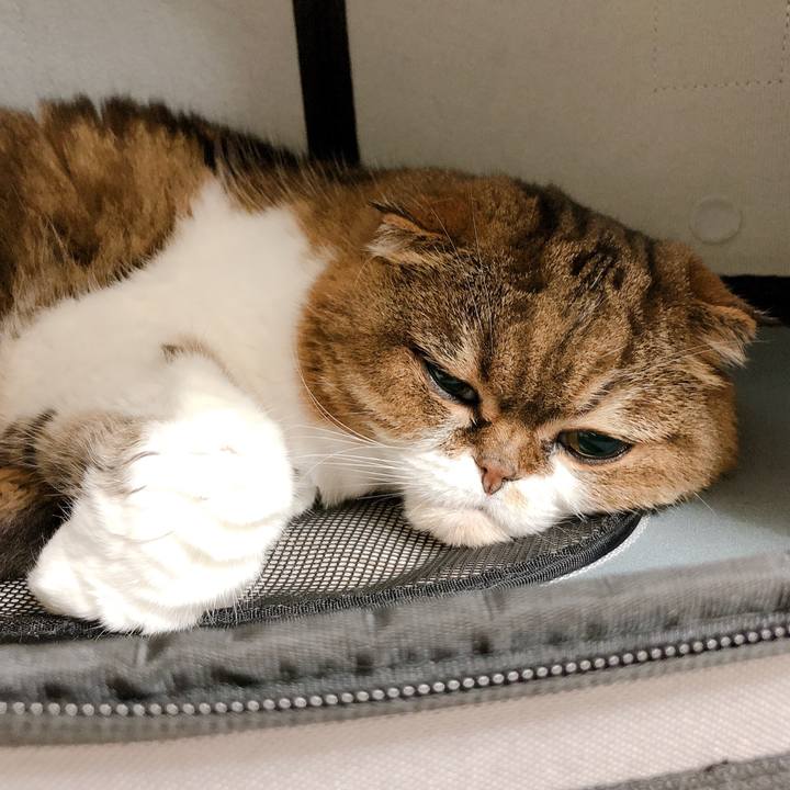 022abdda 4c77 438d 9516 a118388541fb 1595658476321