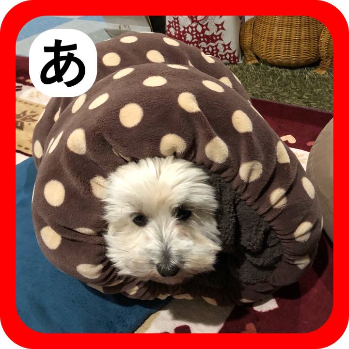 022e8275 420c 41de 9b4b c89b360f456e 1515312250745