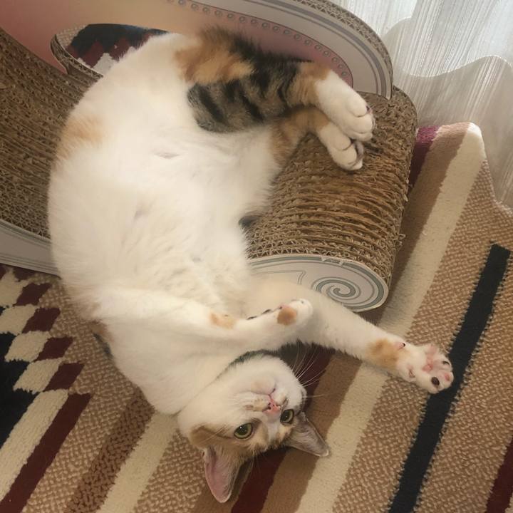 023378ff 6040 47fe 8057 97dd3ef632d7 1593560158472