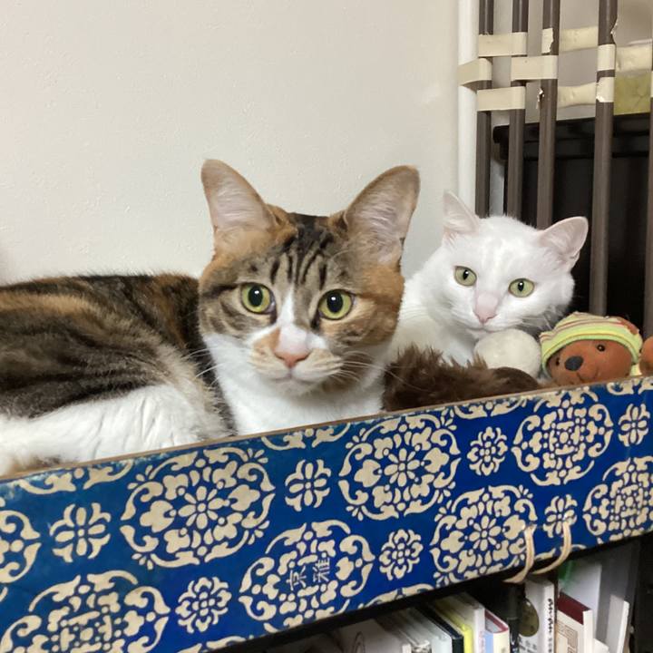 0236e230 0852 4c74 84ca 31a910f48260 1766360471733