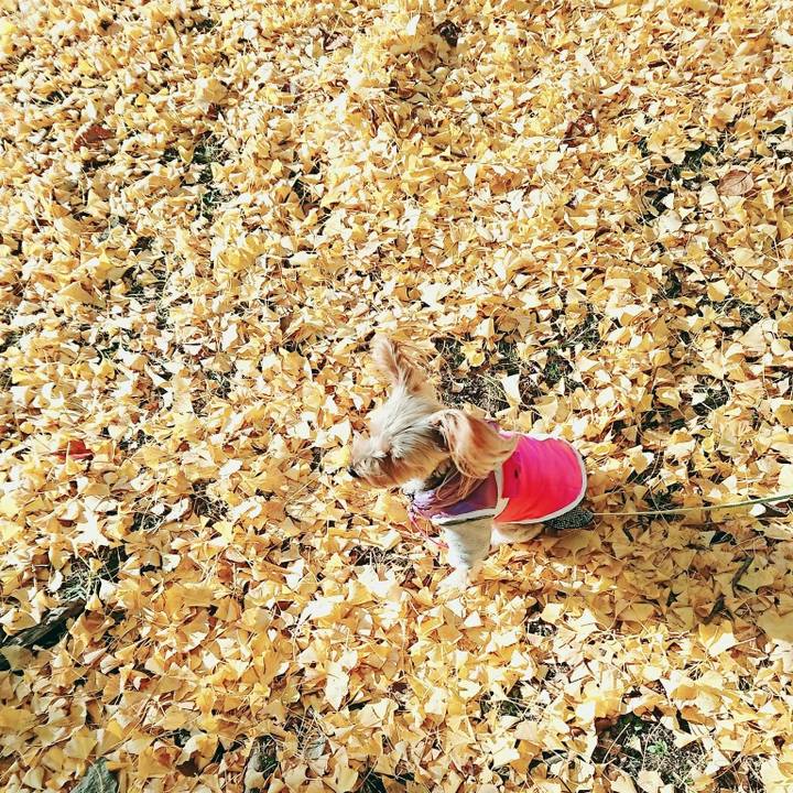 0237be70 4e48 4d7d b7e8 e91ec478d2b9 1511529079514