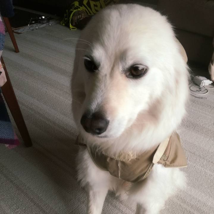 0239e420 b662 42ca a337 9cd1902389ba 1524615738252