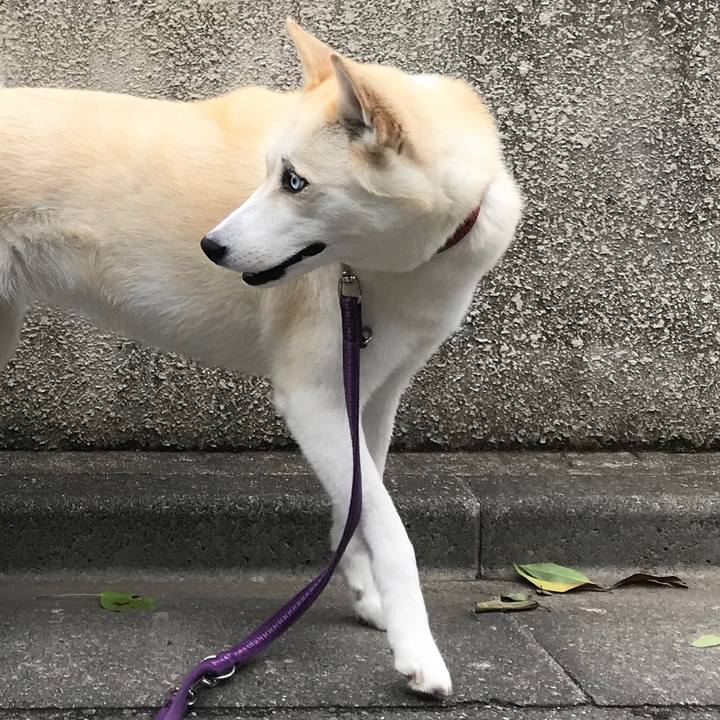 023a7888 00c8 4db1 8d28 b0abe05d63d1 1529141380197