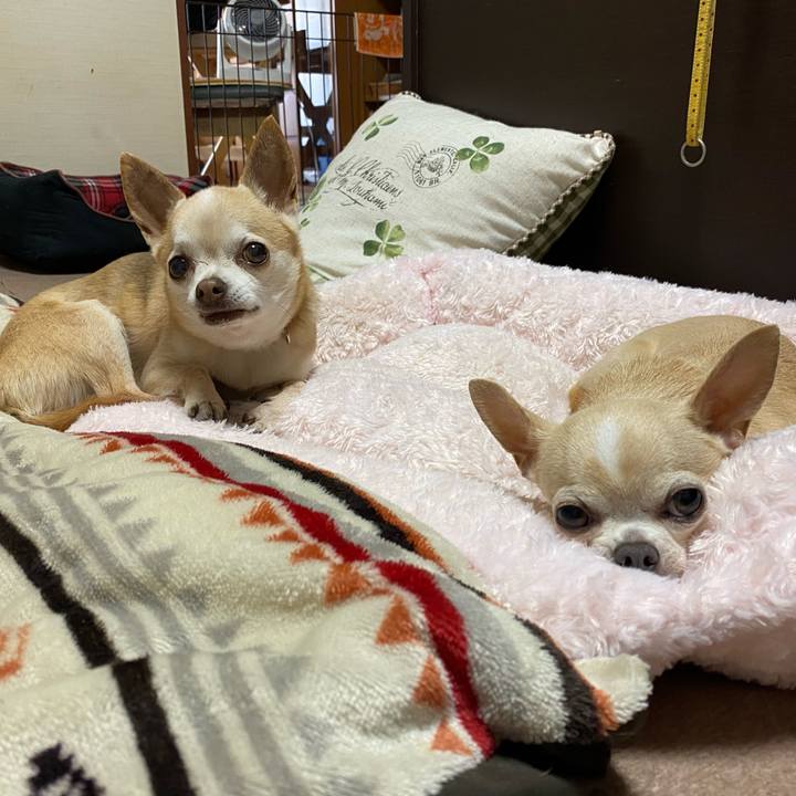 023f5ef3 8741 4c8d bde3 fdd44d79501f 1588157844064