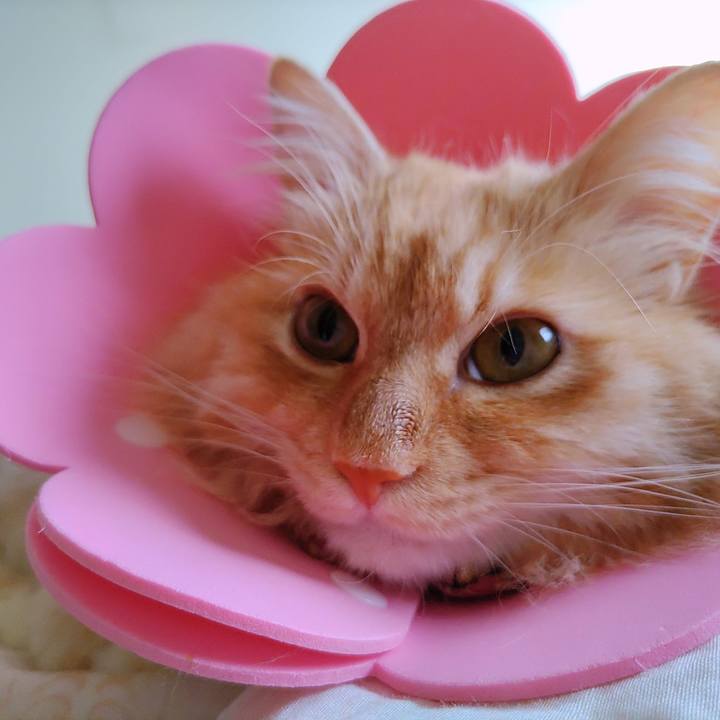 02463a68 0cc9 45e9 9f88 51b4bd75df6a 1687299001545