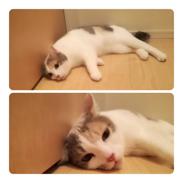 024ac7e4 c11d 4d81 ac87 b40595d7bff3 1549273319191