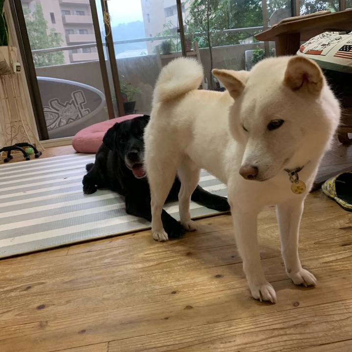 025143f3 3181 4c06 9db4 a31e29a6ec25 1595545658746