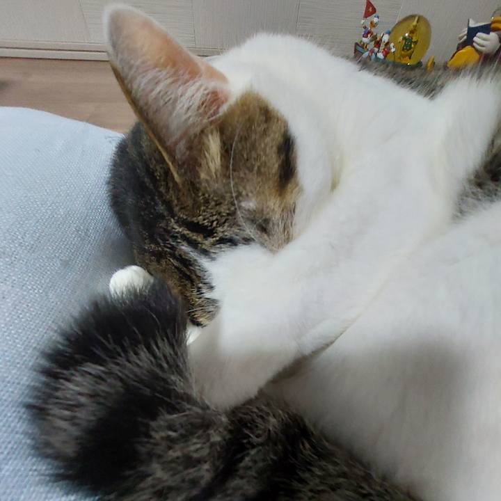 025b47b0 2273 4623 9bd9 581ff288313b 1628940340107