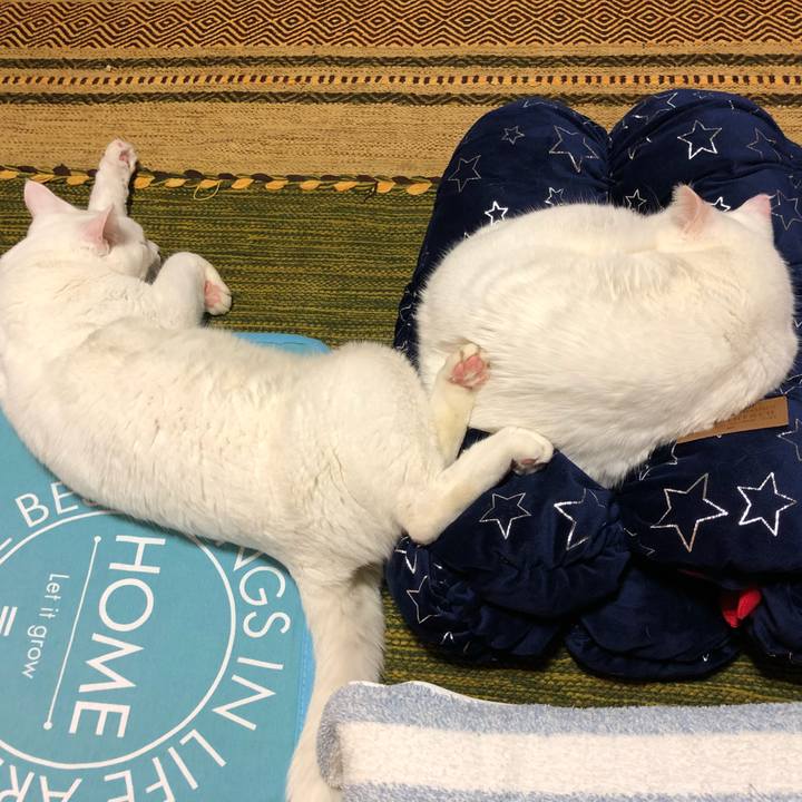 025cfd91 c9fd 42bf b4aa 2fe10ef0af1a 1541392980168