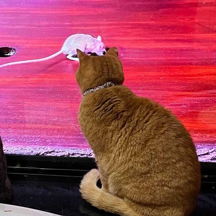 025fbaf8 7fe4 4098 9183 e858abbda5bb 1770791881985