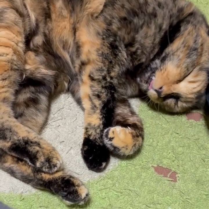 0264ccc3 e22f 4daa 9531 1b86d3e78608 1761394060841