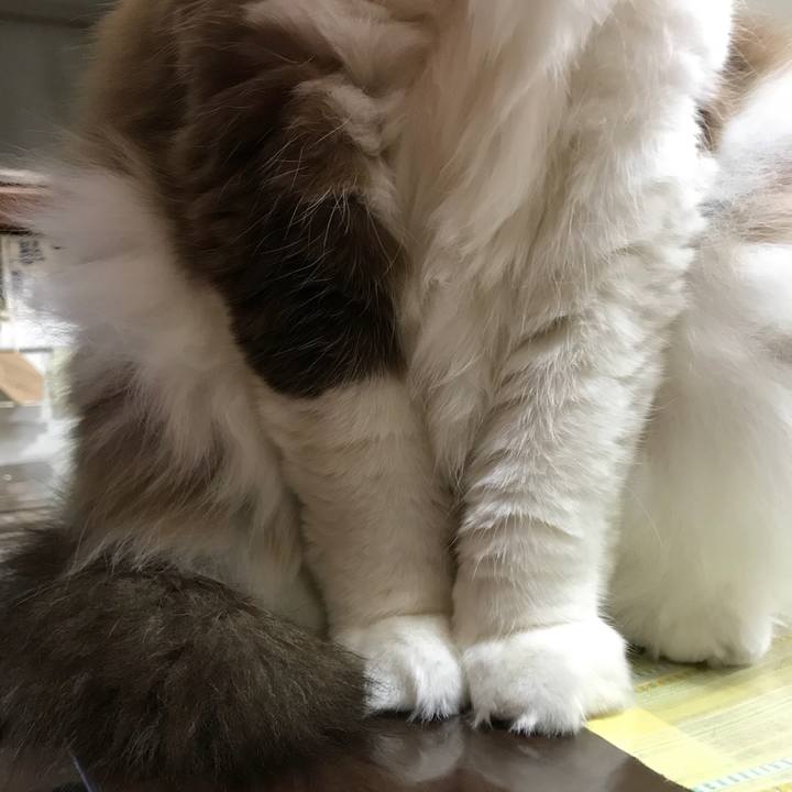 026586d9 a3ce 4077 b7e8 be94aca09554 1510840568074