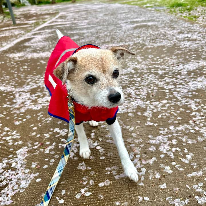 0269ee78 5265 4249 859c cc523dfb7854 1712650584156