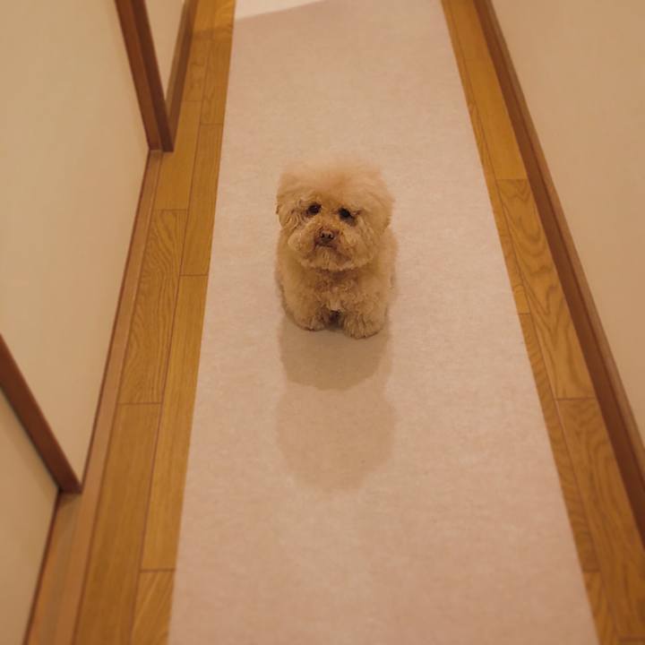 026a4456 4e4a 4ff9 ad3b 82a6fcf55030 1523538893833