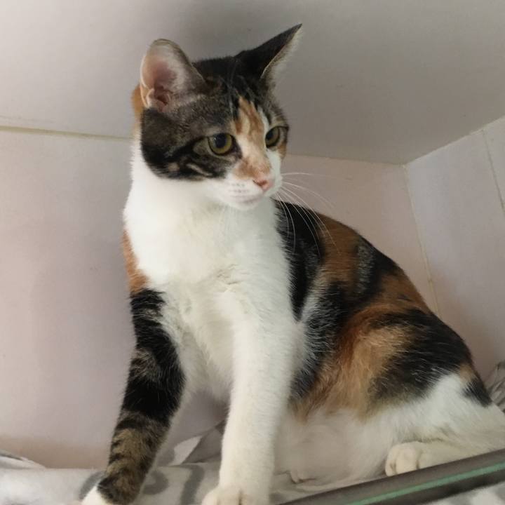 02777b85 fbb5 4de1 bcc0 416dfae01028 1541314006973