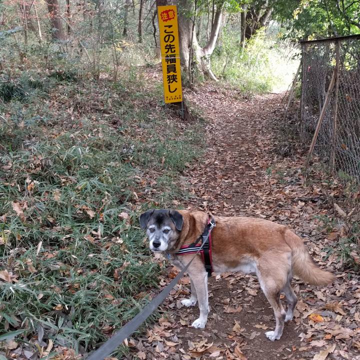 027a1a90 f778 41c2 8b26 95be597b291c 1543794899988