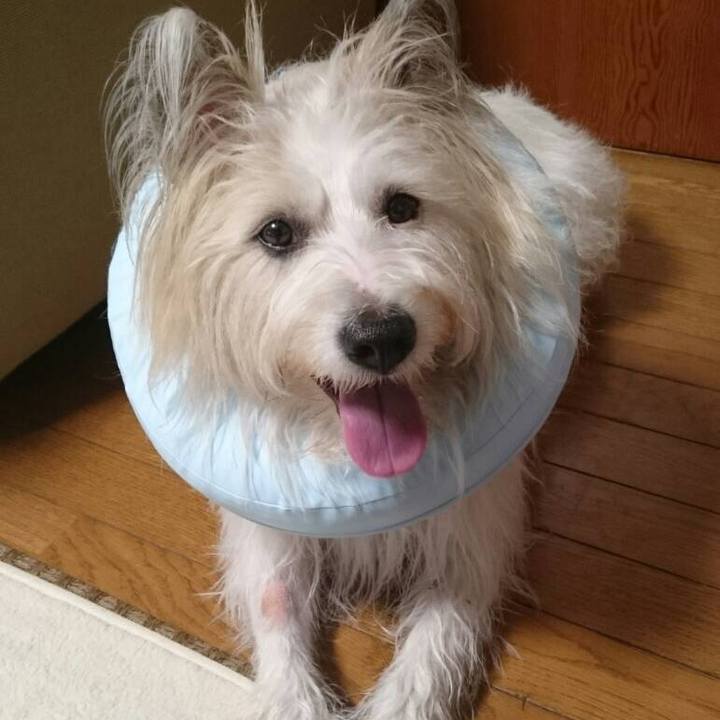 027a2d2a 9279 4187 bd9a f69d379194a4 1541848187031