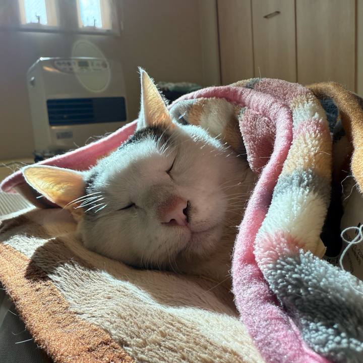 02839175 1062 485d 8280 29a54996f1df 1763697289726