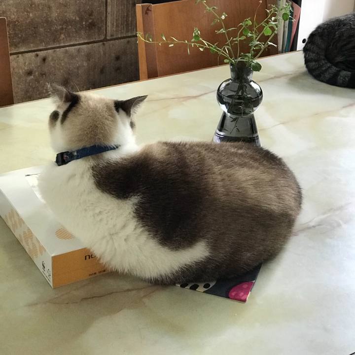 0283bcfe 784a 4637 818b acd6114cb103 1533861939579