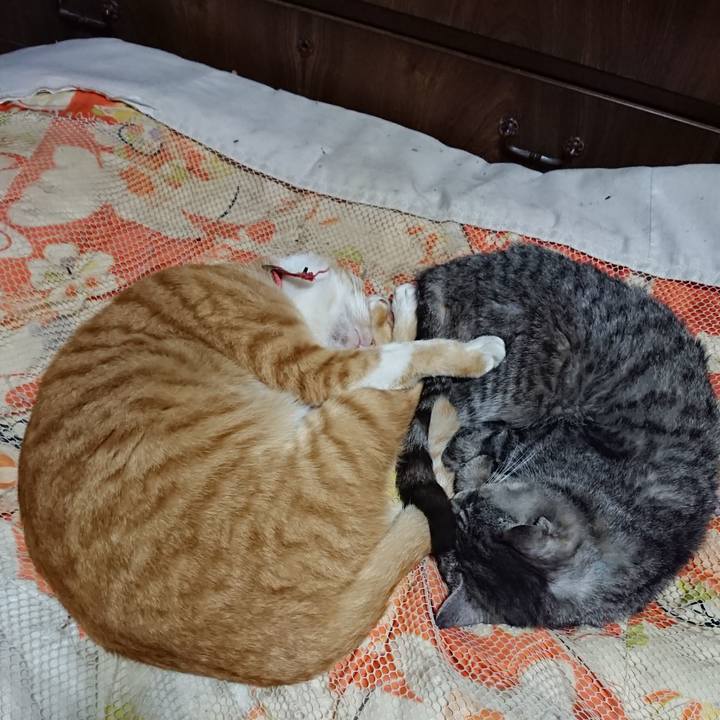 0288472c 1634 4f02 97be 7dfa0f38340e 1572963361716