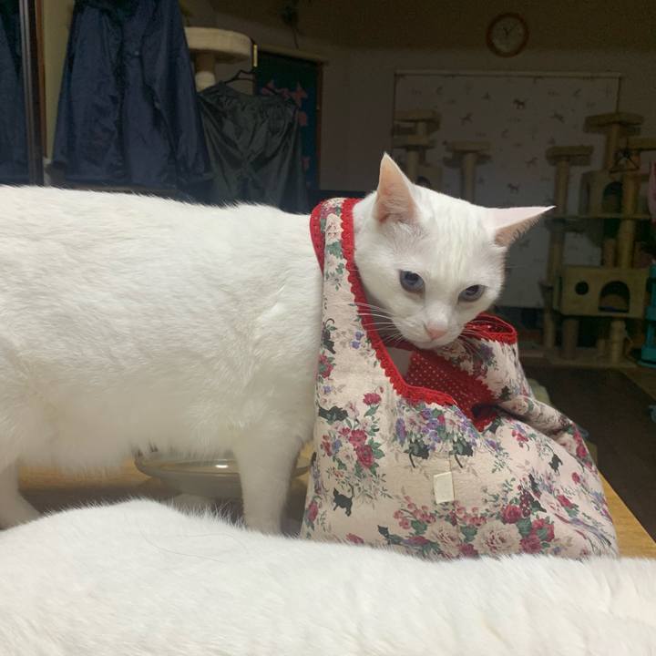 02901c20 3032 4e7c bc1f b96a02034210 1594213656404