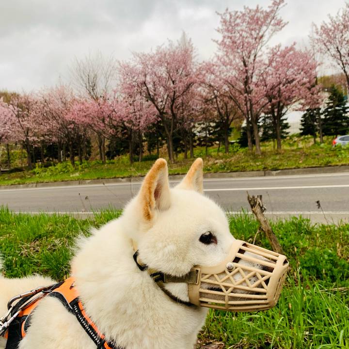 02920e77 fedb 4bf2 88e0 8e9dad42c070 1619904068301