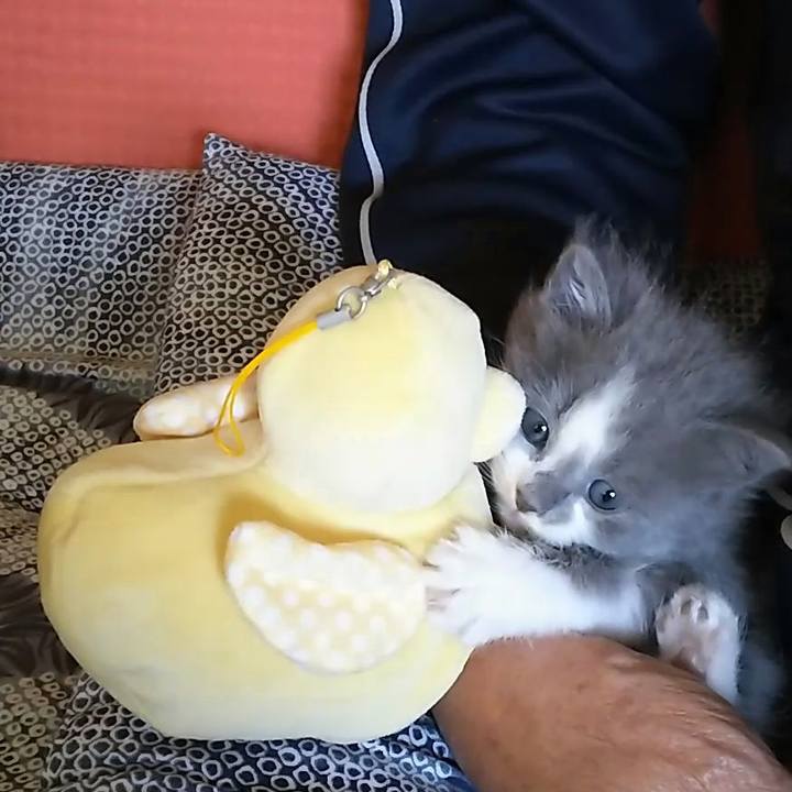 02946012 d22c 4428 bba1 5fca12096396 1558426650035