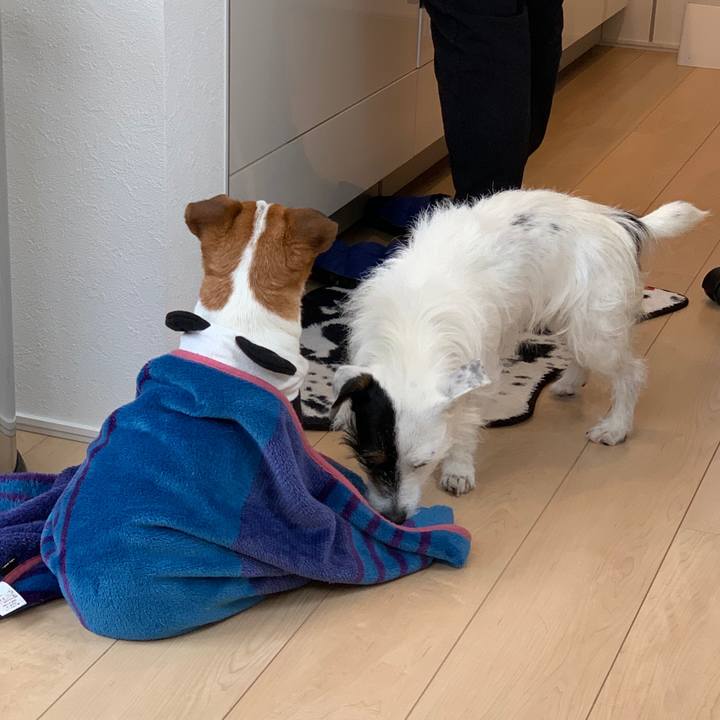 02954c29 36e2 4f0c 88ed 5f2b43eeca10 1585624647306