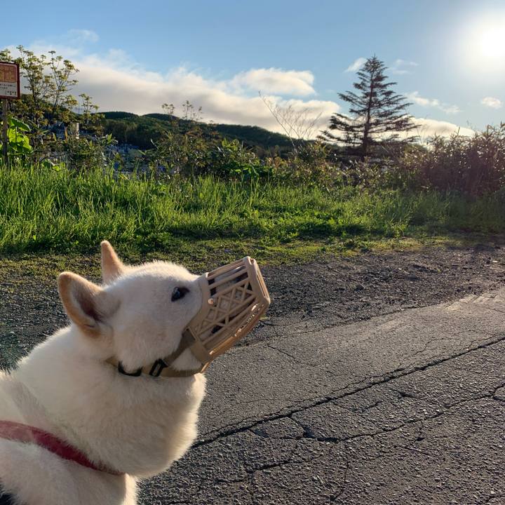 02978141 9d4c 48c2 afaf f4f44392b21b 1590439396720