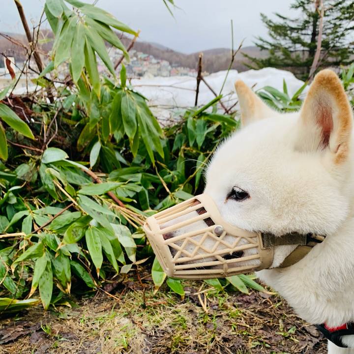 0298c431 af10 4b9e a999 16ef7a600e16 1679610119661