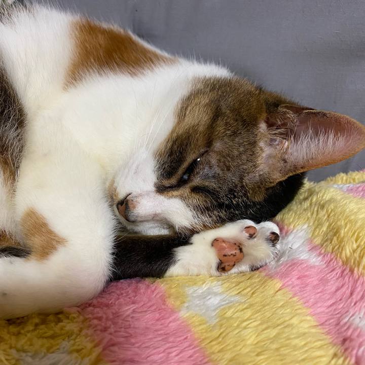 02999439 ced5 4685 985d 1402621b742f 1602812461011