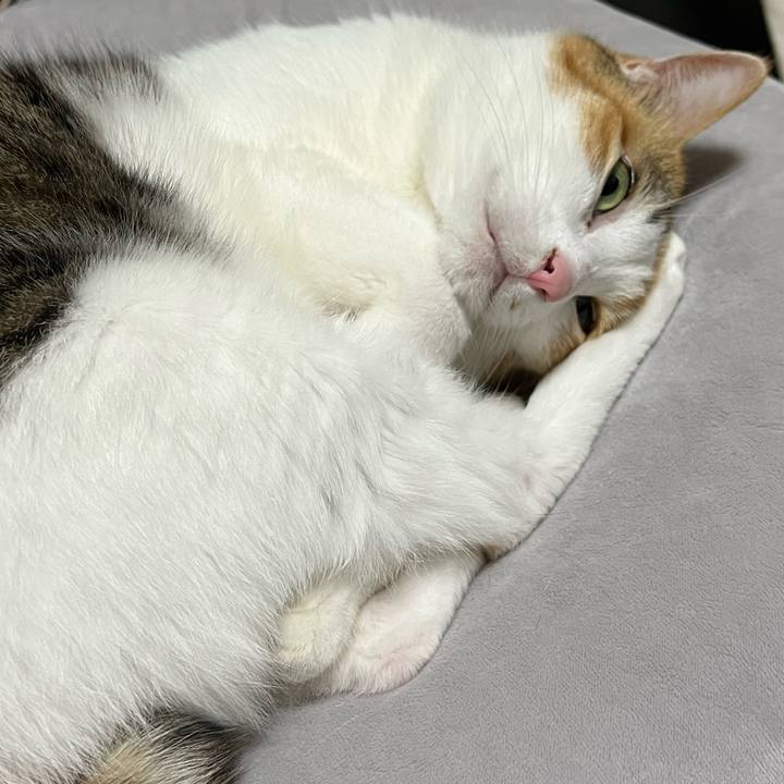 0299d3aa 95b9 4a82 acdc c521794d3bbd 1760873005429