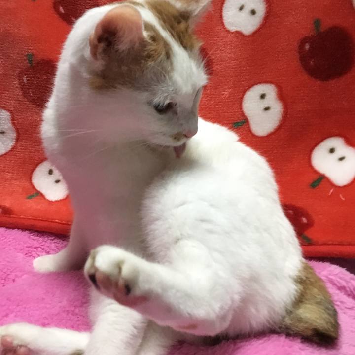 029ab116 48ce 483f aadf 86dce529da80 1513421696765