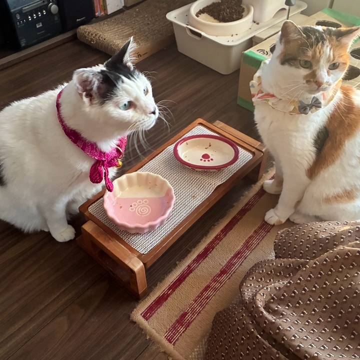 029c38bc 90c9 46e6 8e7f 7b38ff5c1488 1771770272686