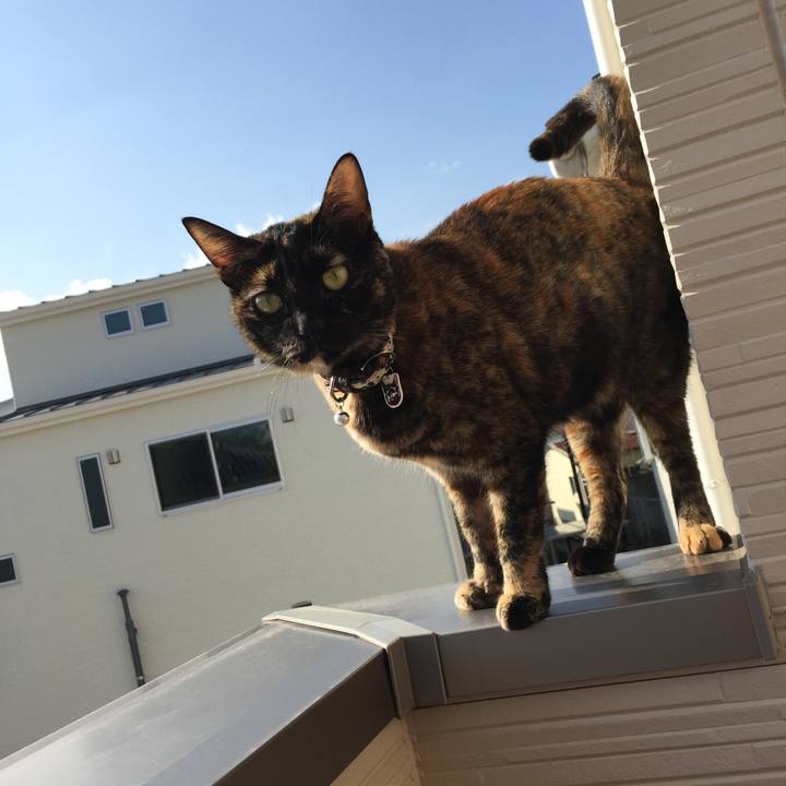 02a01c51 b220 4b9b 93c3 b3cdd6097367 1517207574939