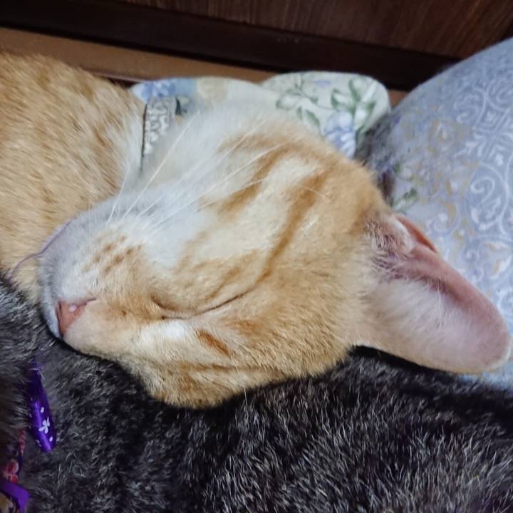 02a0bb76 ddb1 457a 856c 7bb07553dc35 1588684193962