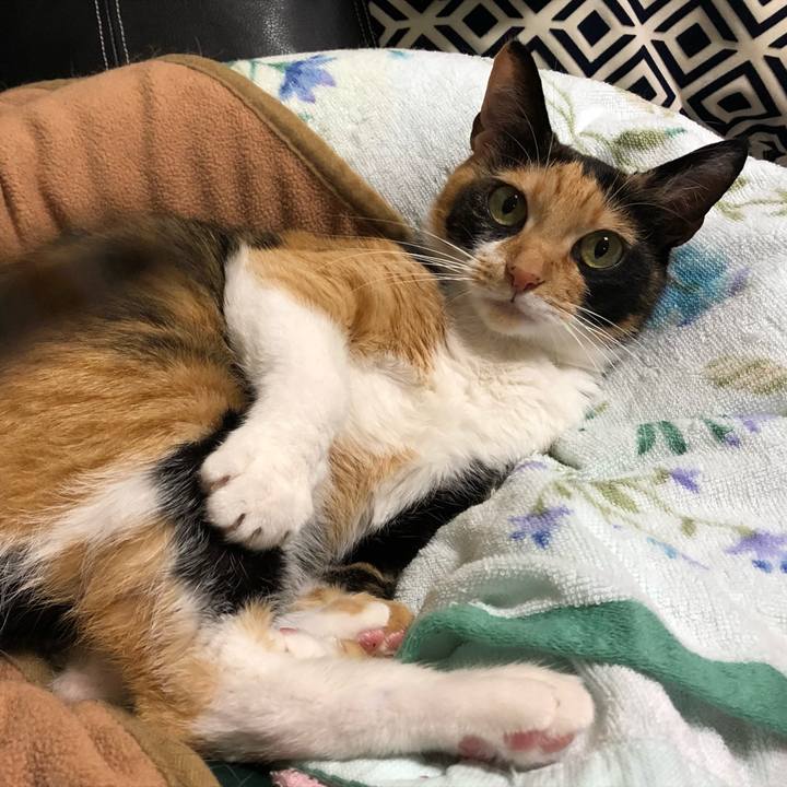 02a1134d d93a 4344 8e61 2dfcb6eac9ed 1542028993913