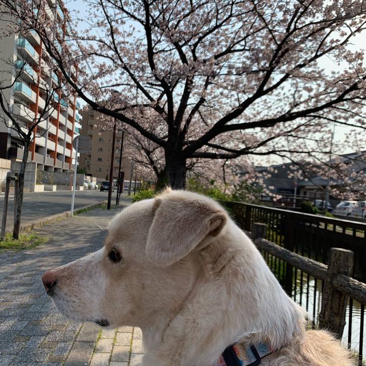 02a239fd 47b1 46ba 88d6 d06d72fdd5e0 1554596515490