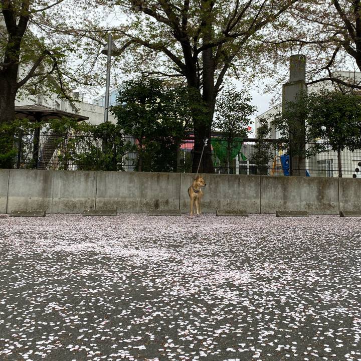 02ab1008 b608 4c99 90b7 bbe600c4045c 1617606126779