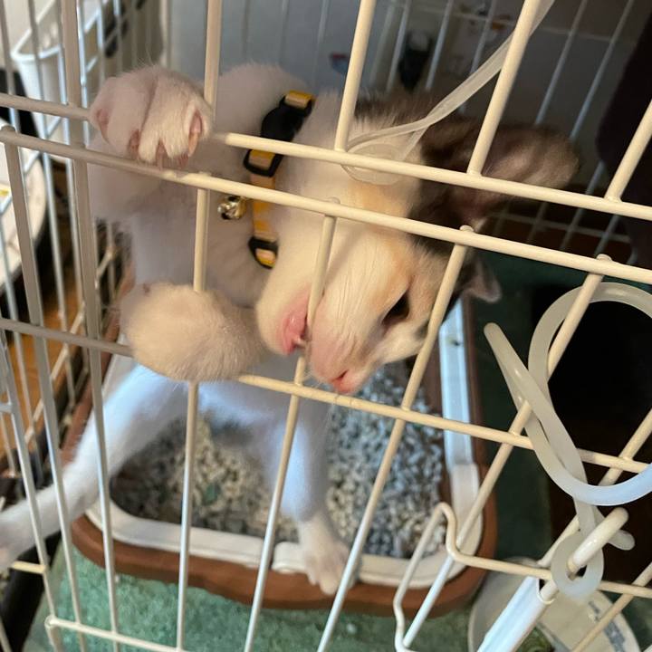 02b4c2e2 d0dc 42fd be33 4bab2d7d7d8d 1658886088585