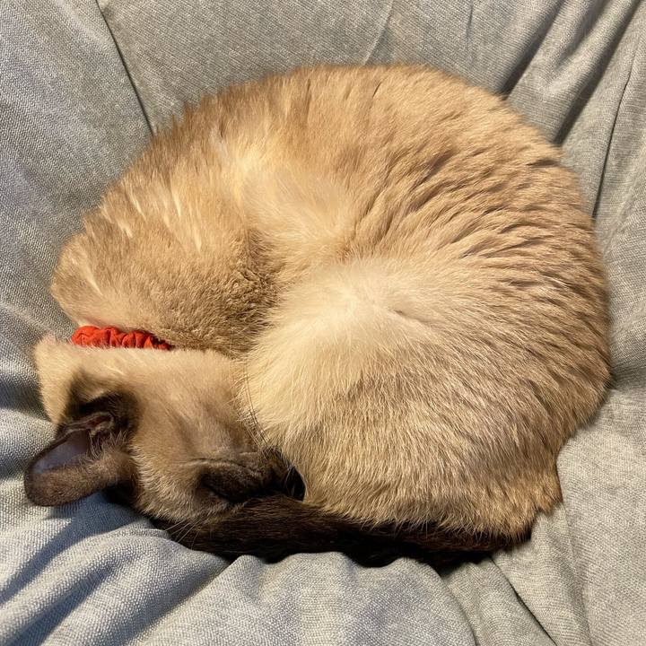 02b6bd9d 1fea 4cdd 8edc fccc477eab9a 1762133824162