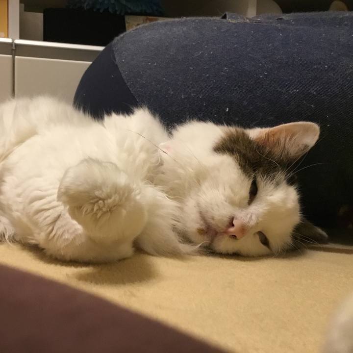 02bb9d03 1865 4b8a 8b3f 7952ab51b273 1577357856354