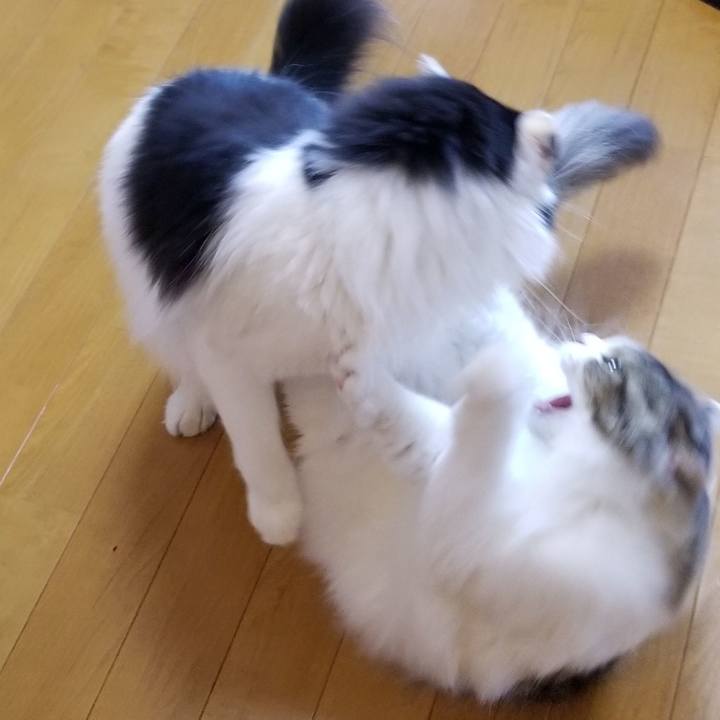 02c3adc6 e747 4c3f 9b8d 3df1fe50c25f 1564009272073