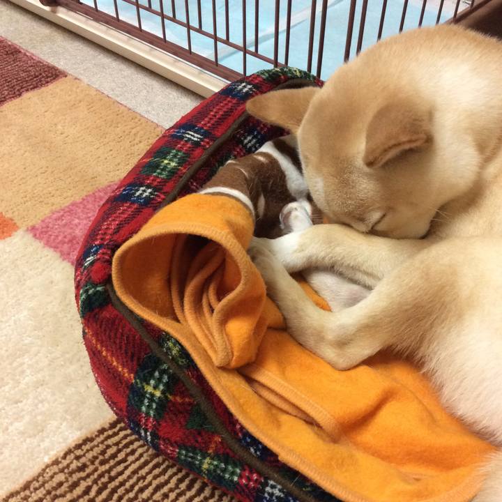 02c43897 92c5 433f a3b9 efed5eb419c2 1511267313197